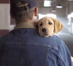 Analyzing Budweiser Commercials